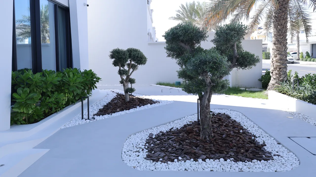 Villa landscape in Palm Jumeirah with shaped olive trees, white pebble borders, dark mulch beds, green shrubs, palm trees, and a clean white walkway.